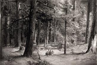 Wengenroth,Stow,ForestShade,2000.64