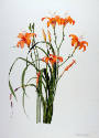 Prentice,T.Merrill,DayLily,1977.77.54