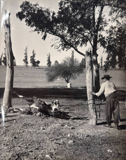 Gaucho watches as horse rolls in dirt, Chile