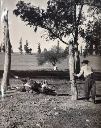 Gaucho watches as horse rolls in dirt, Chile