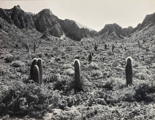Landscape with cacti in the Andes Mountains, Argentina