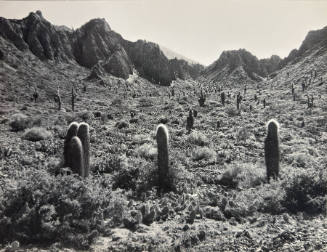 Landscape with cacti in the Andes Mountains, Argentina