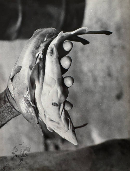 Untitled (Catch of the day), Central America