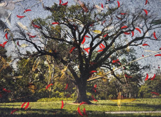 Tent-Camera Image on Ground: Oak Tree, The Huntington Botanical Gardens, California