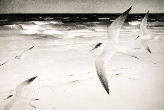 Wengenroth,Stow,Terns,2000.63