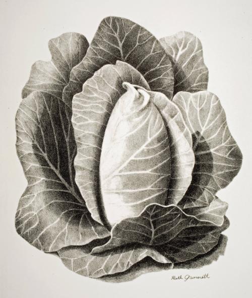 Gannett,RuthChrisman,Cabbage,1997.05