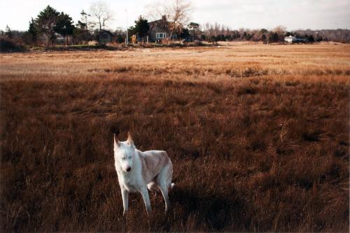 Levine,Nancy,Joon-16yearsold-Sandwich,MA,2011.63