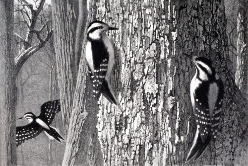 Wengenroth,Stow,DownyWoodpecker,1956.15