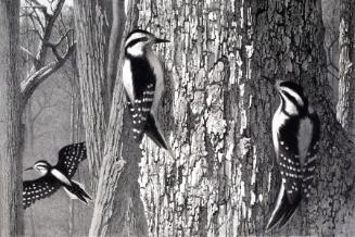 Wengenroth,Stow,DownyWoodpecker,1956.15