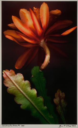 O'Neal,Jane,Orchid Cactus Flower #1, from Environmental Memory Home Grown series,2014.120