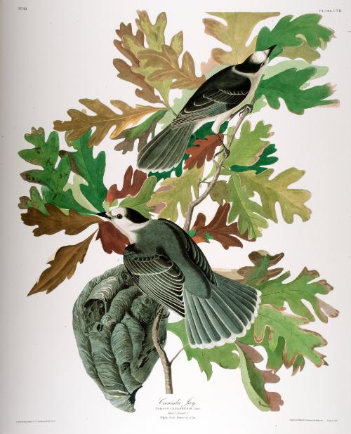 Audubon,JohnJames,CanadaJay,2002.117_2