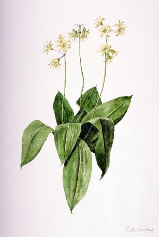 Clintonia (Corn Lily)