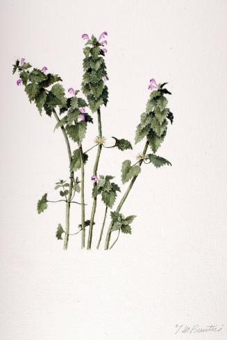 Purple Dead Nettle