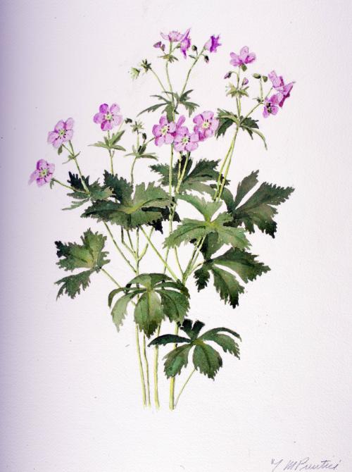 Wild Geranium (Spotted Cranesbill)