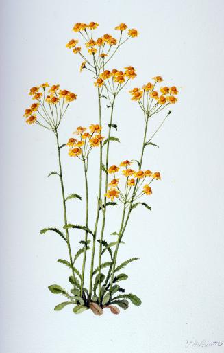 Golden Ragwort (Swamp Squaw-weed)