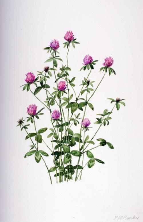 Red Clover