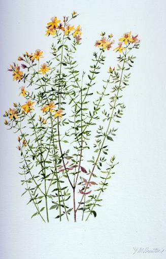 St. Johnswort