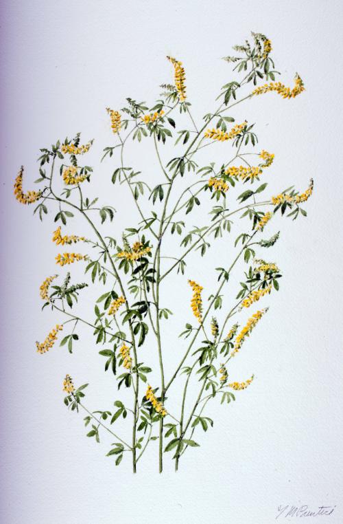 Yellow Sweet Clover