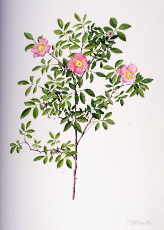 Wild Rose (Pasture Rose)