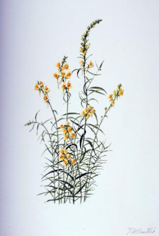 Butter-and-Eggs (Toadflax)