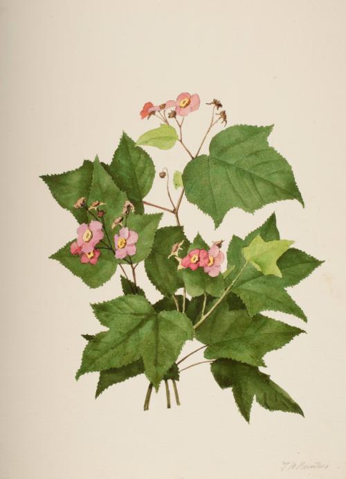 Purple-flowering Raspberry (Thimbleberry)