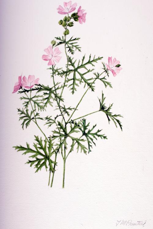 Musk Mallow