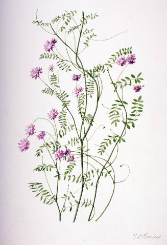 Crown Vetch (Axseed)