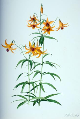 Canada Lily (Wild Yellow Lily)