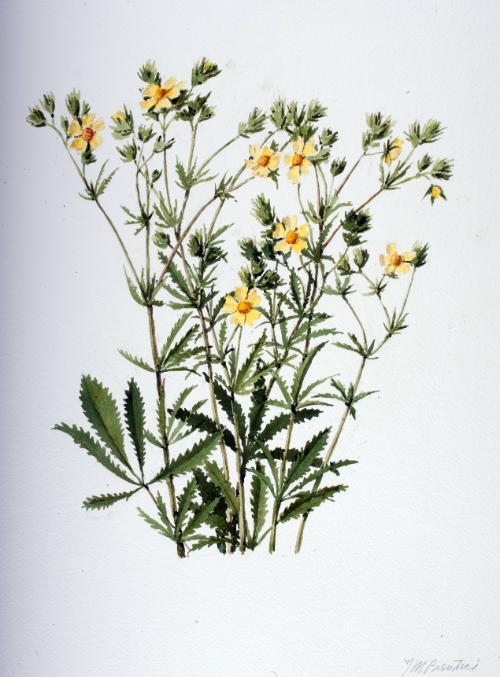 Rough-fruited Cinquefoil