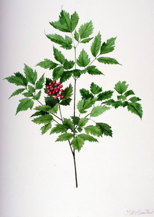 Red Baneberry