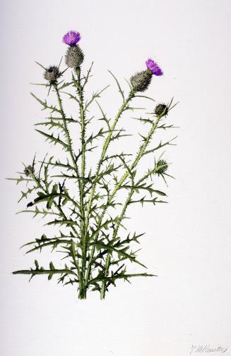 Field Thistle