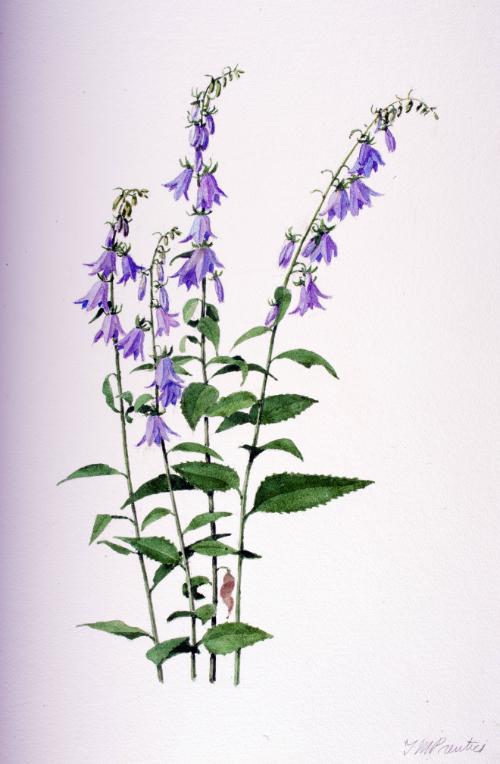 Creeping Bellflower