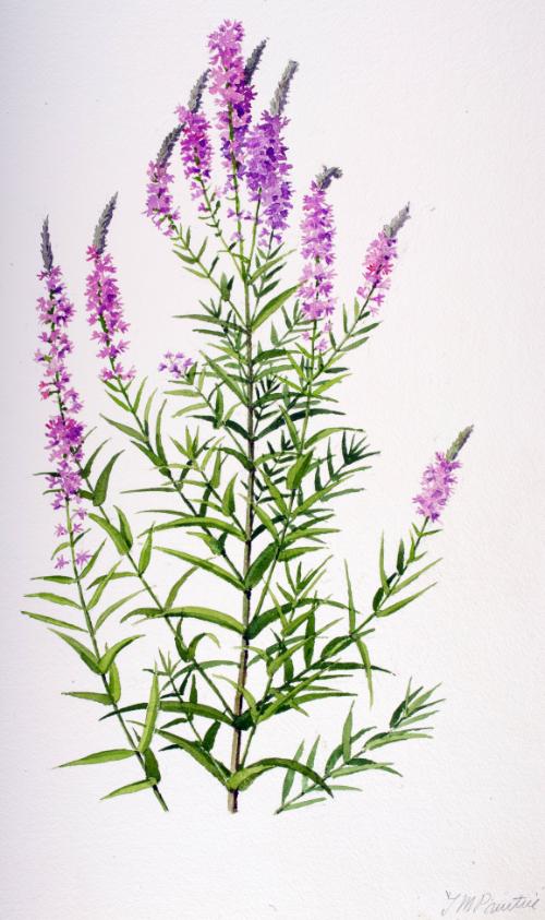 Purple Loosestrife