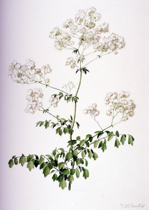 Tall Meadow-Rue