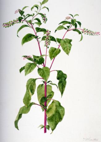 Pokeweed (Pigeonberry)