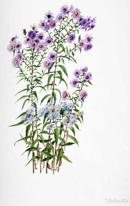 New England Asters