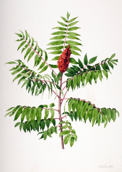 Staghorn Sumac