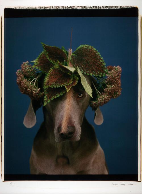 Wegman,William,Faun,2001,2004.66