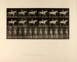 Muybridge,EadweardJ,Animal Locomotion,Plate 581,