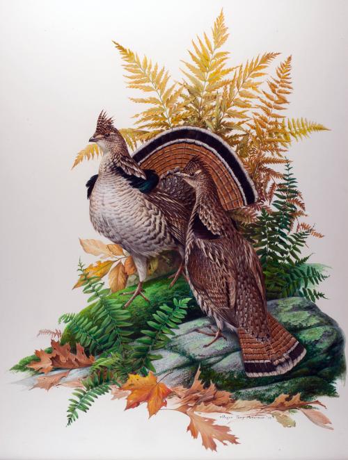 Peterson,RogerTory,RuffedGrouse,1976.16LIC