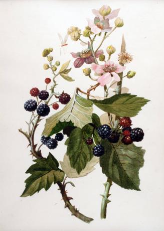 Farrer,ThomasC.,StillLifewithBlackberries,1991.2