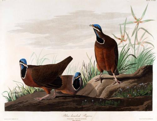 Audubon,JohnJames,BlueHeadedPigon,1969.03