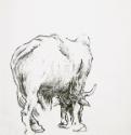 Study of Cow, Bangkok, Thailand