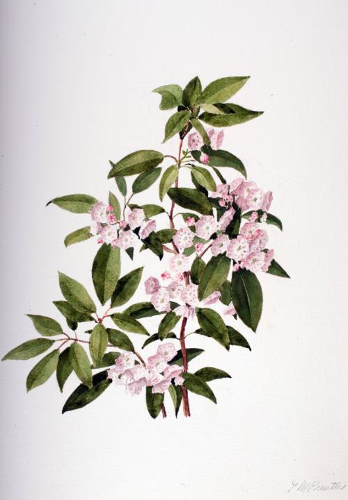 Mountain Laurel