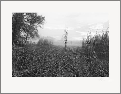 October Corn, Early Morning