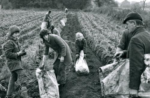 Boys working for local farmer in potato field, Manchester, England