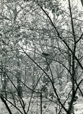 Bird in Blooming Tree, New York City