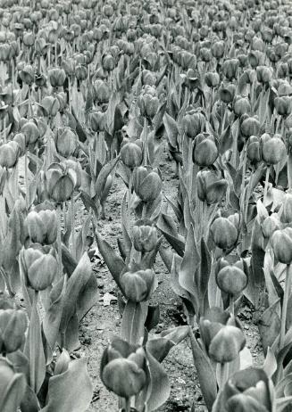 Field of Tulips