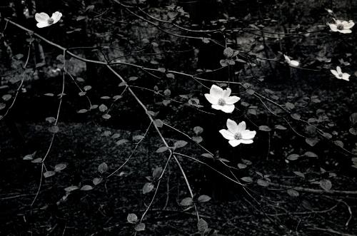 White Flowers