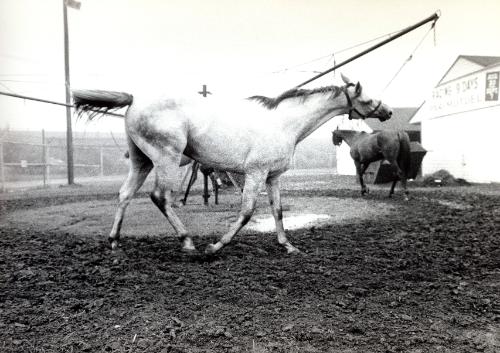 Mechanical Hot Walker, Northampton Fair